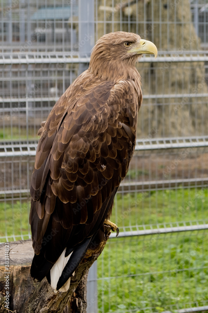 Obraz premium White-tailed eagle at the zoo.