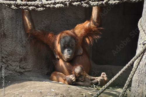 im Zoo