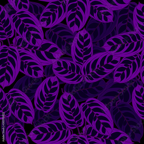 Seamless pattern of ctenanthe burle-marxii leaves  vector