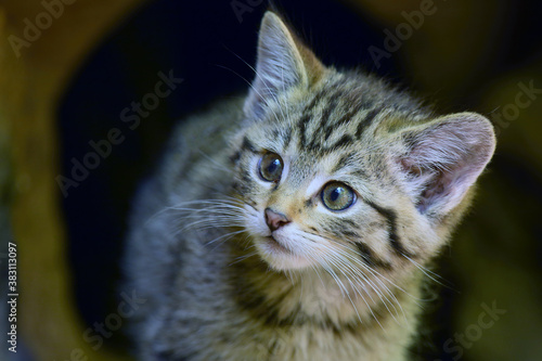 Photography The wildcat (Felis silvestris) in the forest
