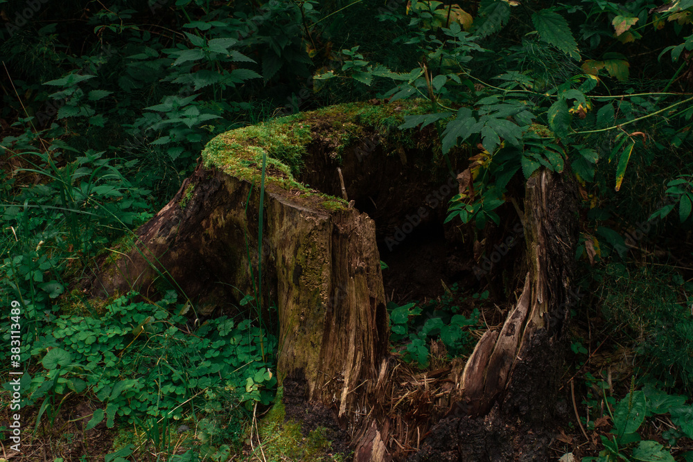 Old tree stump in woodland, covered with green moss and grass Old tree stump in woodland, covered with green moss and grass