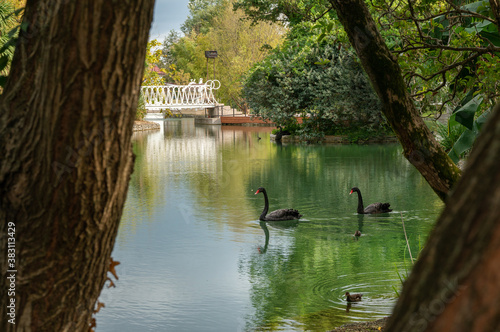 Принти на полотні Black swans swimming in th pond of  Park of southern cultures(plants) in Sochi