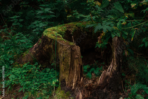 Old tree stump in woodland, covered with green moss and grass