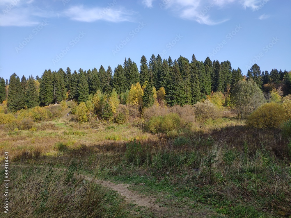 autumn in the forest