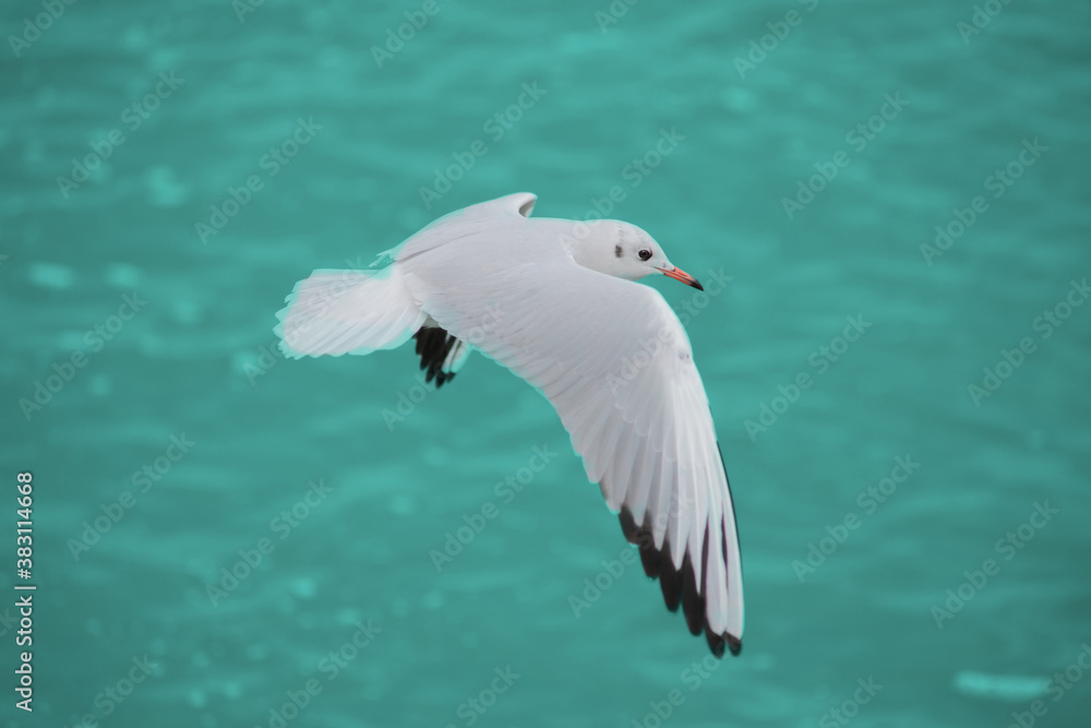 Seagull in flight over ocean waves on Florida beach Seagull in flight over ocean waves on Florida beach