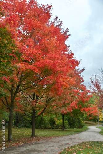 Beautiful red leaves of maple trees in autumn