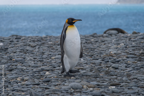 King Penguin standing on rocky beach