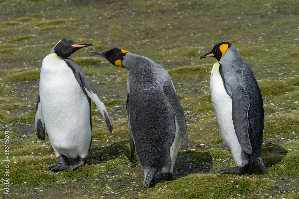 Fototapeta premium Three King Penguins signaling to each other on Salisbury Plain in South Georgia Islands