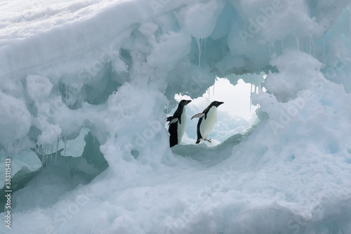 Two Adelie Penguins in a window on an ice floe