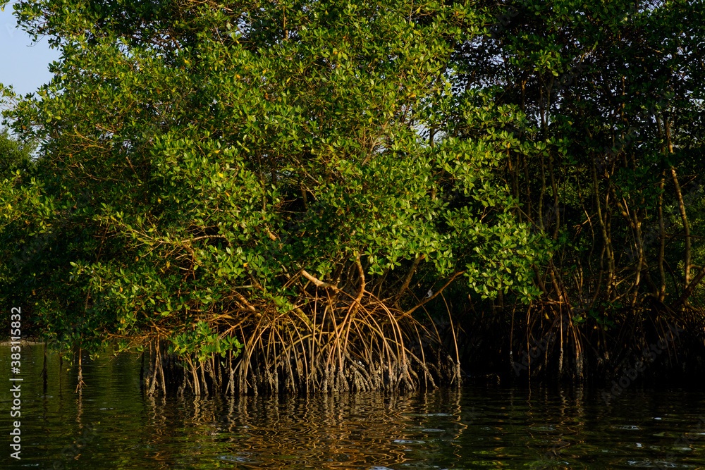 Fototapeta premium mangrove