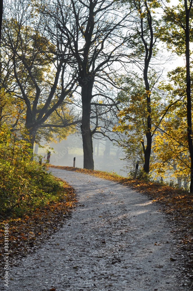 Obraz premium Herbstwald 2