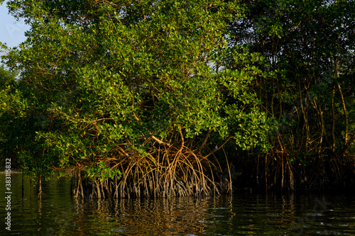 mangrove photo