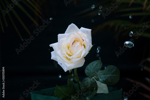 rose and water