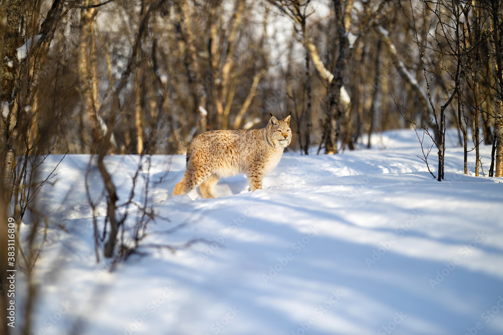 Fototapeta premium Alert Eurasian lynx looking away on snow near bare trees