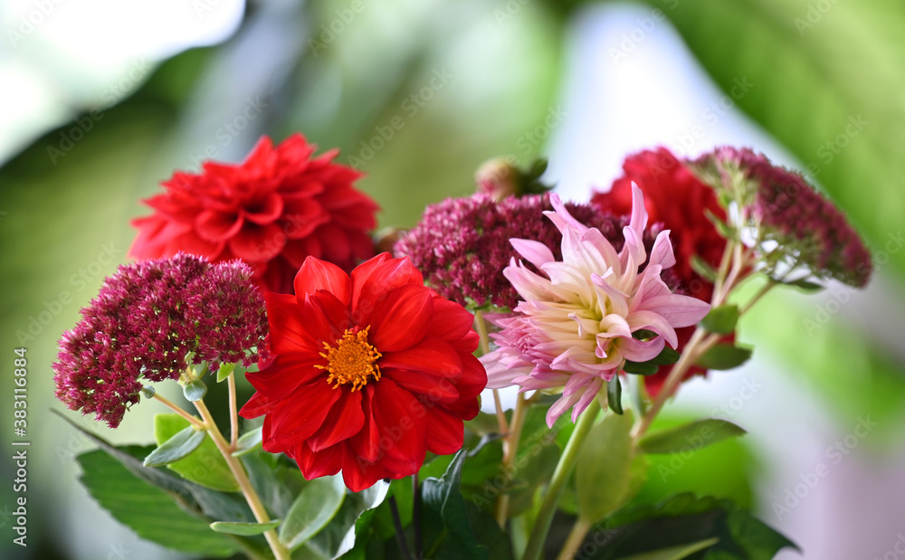 Detailaufnahme von roten und rosa (rose) Blüten in einem Blumenstrauß mit weiß grünem Hintergrund Detailaufnahme von roten und rosa (rose) Blüten in einem Blumenstrauß mit weiß grünem Hintergrund