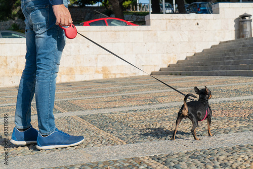  small dog of the pinscher breed walking with the owner