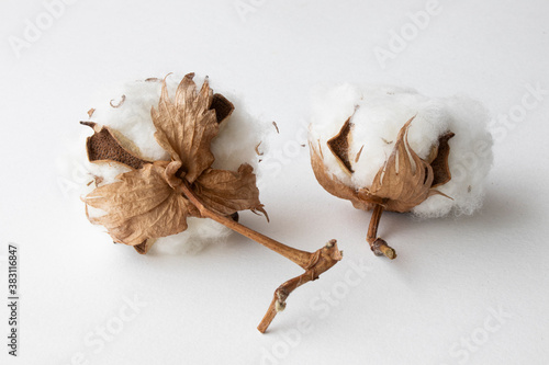 cotton buds on a white background