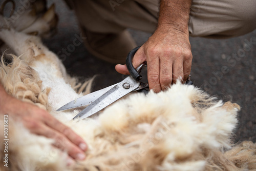 Traditional sheep shearing with scissors