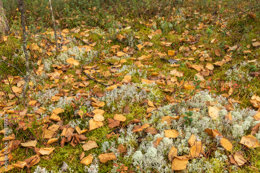 natural, beautiful, colorful plants, yellow leaves, shrubs,grass,moss, cranberry bushes in the autumn forest with texture natural, beautiful, colorful plants, yellow leaves, shrubs,grass,moss, cranberry bushes in the autumn forest with texture