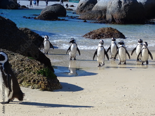 Pinguine am Boulders Beach in Simons Town in S  dafrika