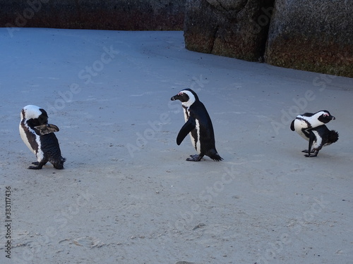 Pinguine am Boulders Beach in Simons Town in S  dafrika