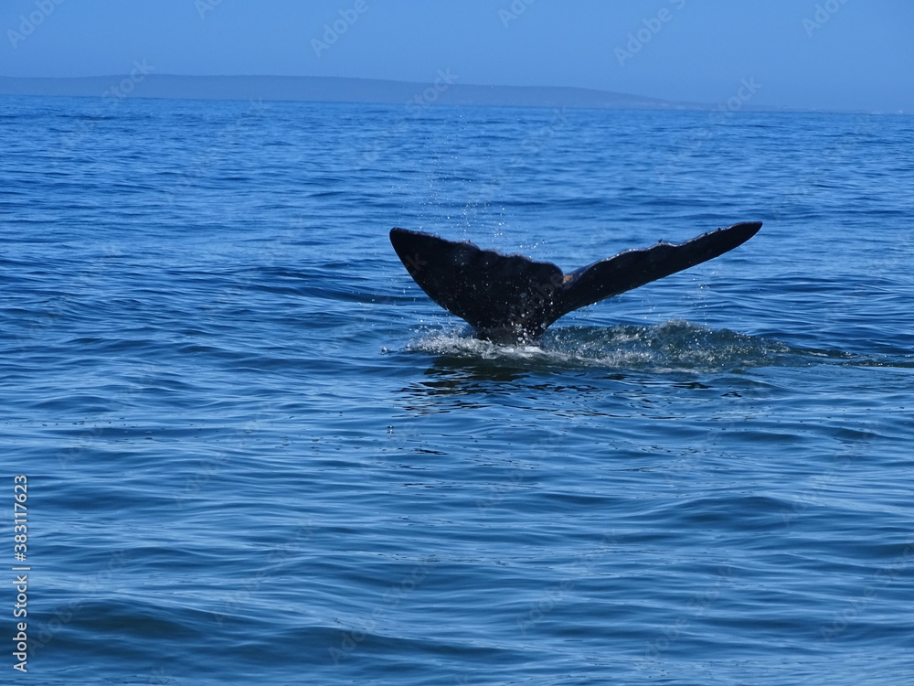 Fototapeta premium Wale beim Whale watching vor Hermanus in Südafrika