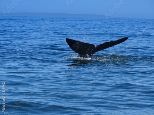 Wale beim Whale watching vor Hermanus in Südafrika