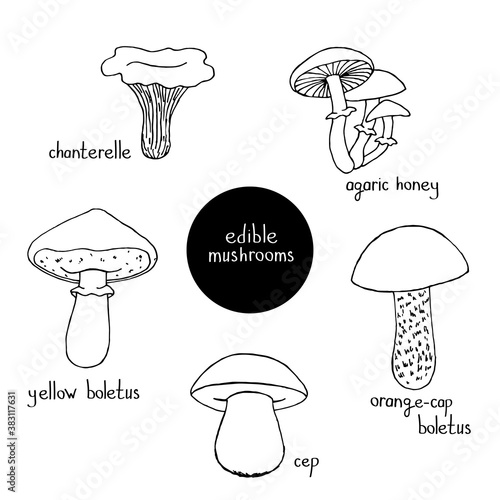 Set of edible mushrooms. Cep. Orange-cap boletus. Yellow boletus. Chanterelle. Agaric honey. Vector hand-drawn doodle illustration. Black and white outline