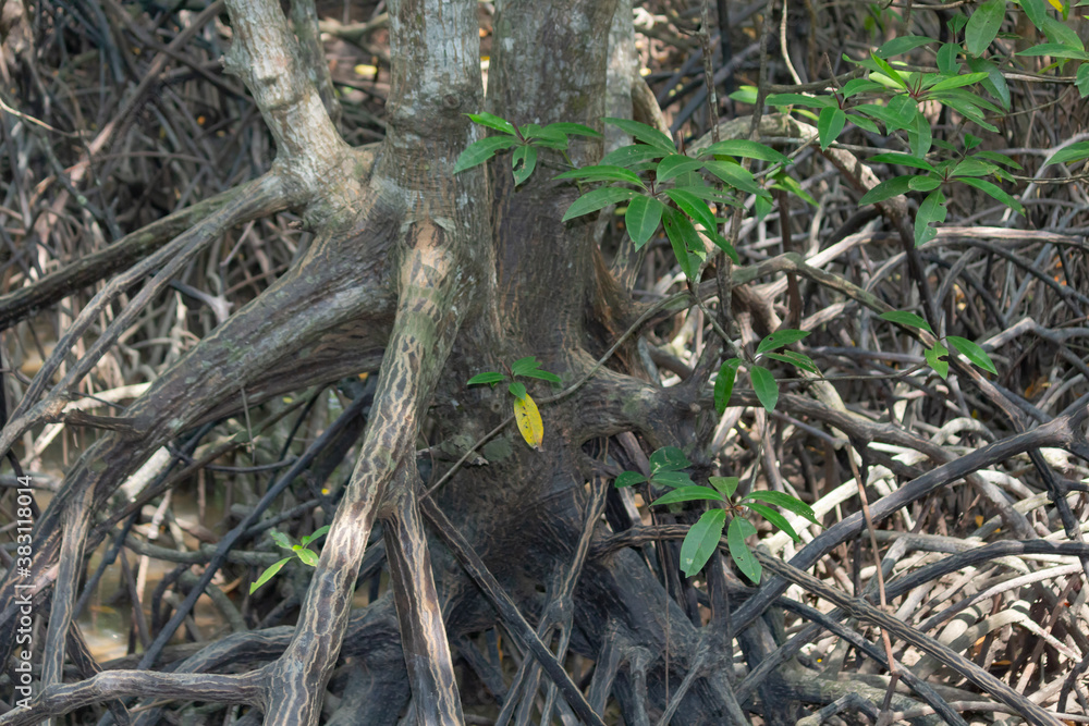 roots of mangrove trees in mangrove forest on a sunny day