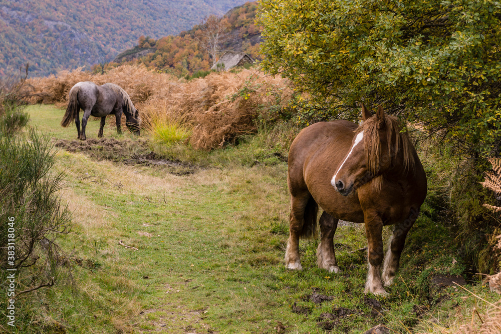 caballos, Bausen, valle de Aran, cordillera de los Pirineos, Spain, europe