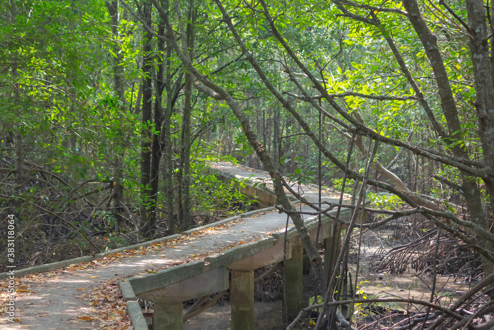 Concrete path goes into the distance in the mangrove forest, left and right of the props grow mangrove trees Concrete path goes into the distance in the mangrove forest, left and right of the props grow mangrove trees