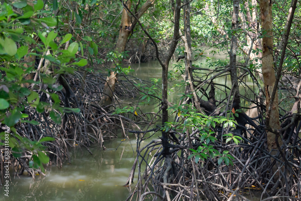 Mangrove trees in the forest, mangrove forest Mangrove trees in the forest, mangrove forest