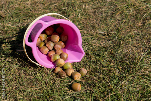 Acorns in a children's bucket on the lawn.