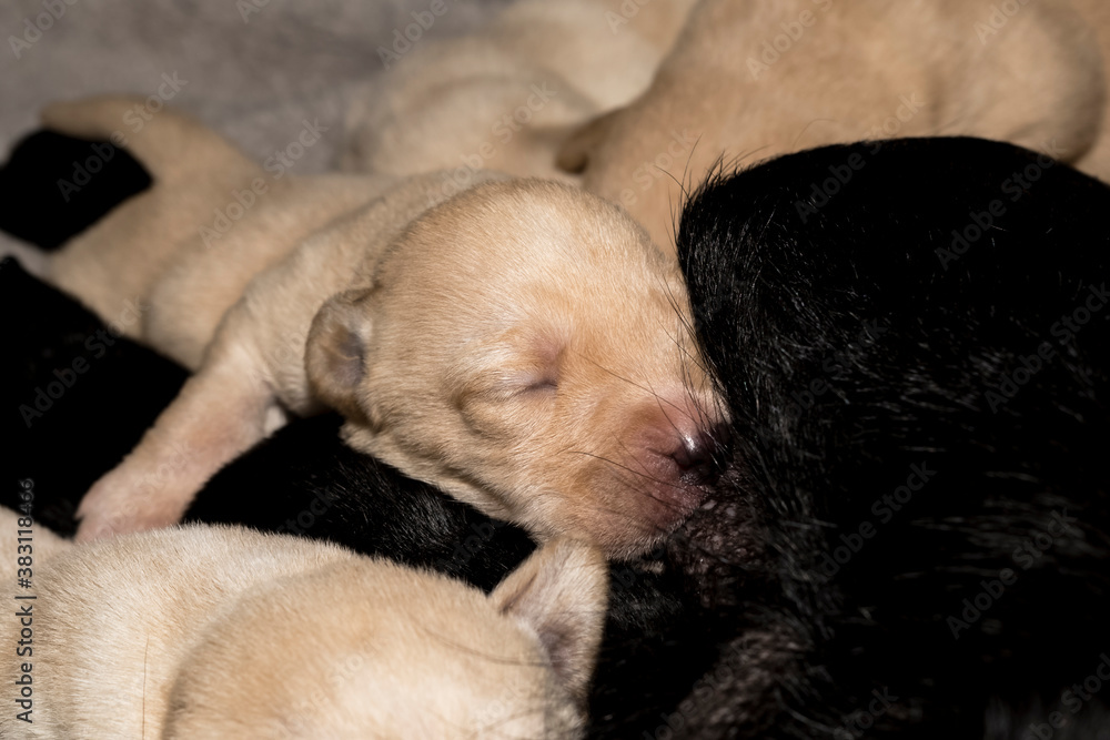A litter of one week old Labrador Retriever puppies sleeping after Brest feeding from their mother A litter of one week old Labrador Retriever puppies sleeping after Brest feeding from their mother
