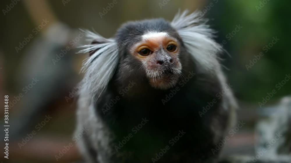 Close-up of a saugi monkey at the zoo. Close-up of a saugi monkey at the zoo.