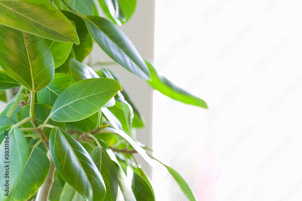 Obraz premium 観葉植物