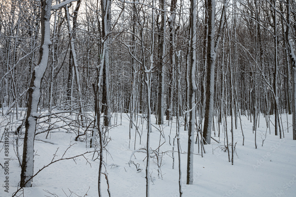 Arbres en hiver Arbres en hiver