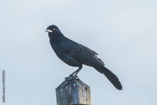 A great tailed grackle in the early morning on Amelia Island, Florida.