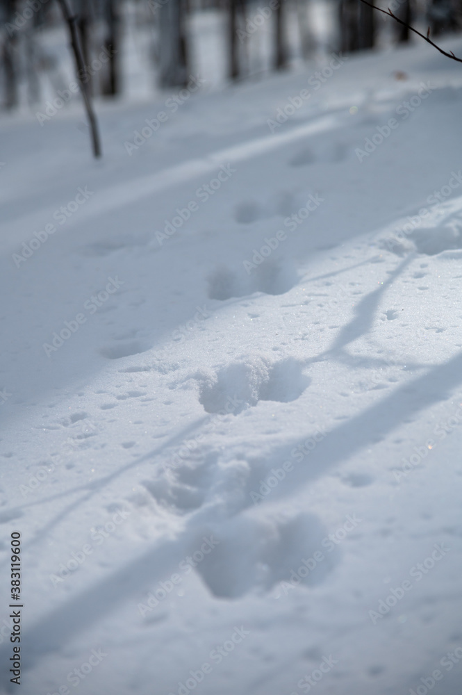 Traces d'animal dans la neige