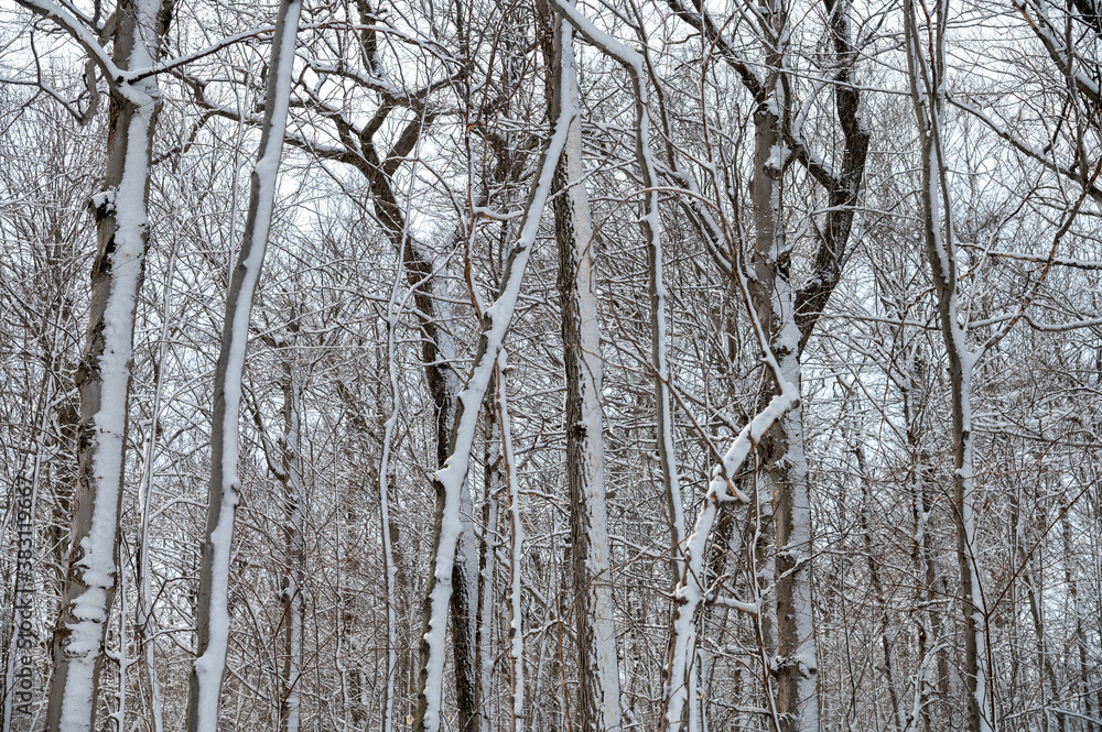 Arbres en hiver Arbres en hiver