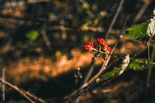 Background image of wild raspberries or blackberries in the forest