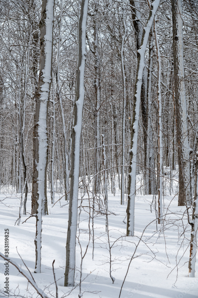 Arbres en hiver Arbres en hiver