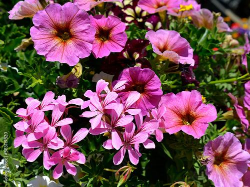 Clump of purple geraniums and petunias