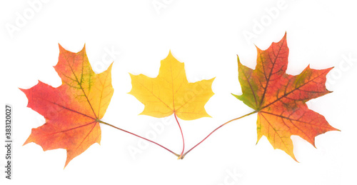 Horizontal composition of three maple leaves on a white background