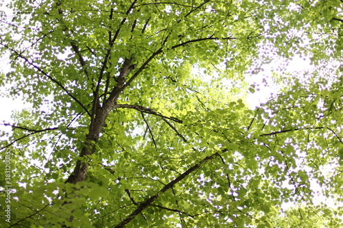 nature, wildlife, tree, green, light through the leaves, summer, look up, up, tree crowns, natural beauty