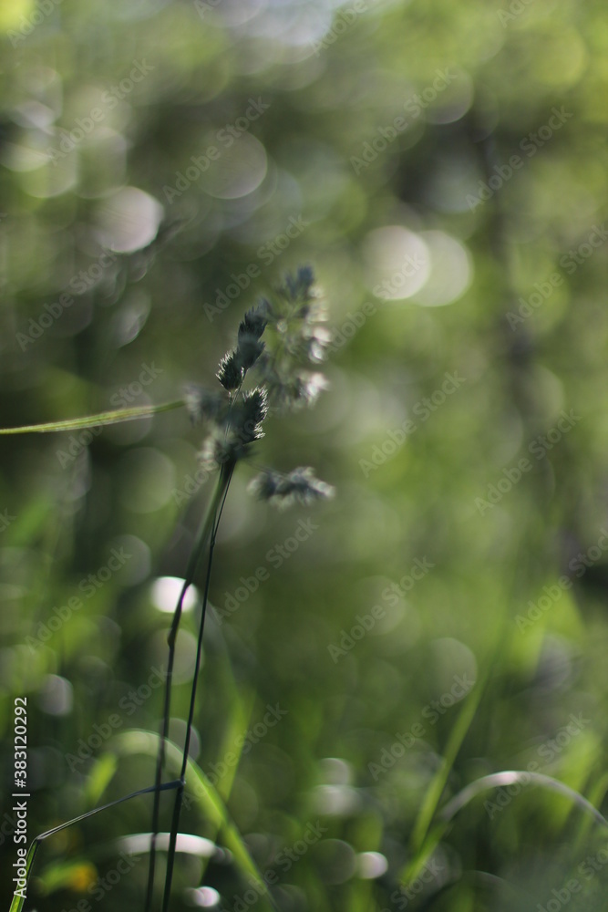 nature, wildlife, grass, green, plot, light in the grass, mixed grass, field, summer, bokeh in the grass, ear, harmony