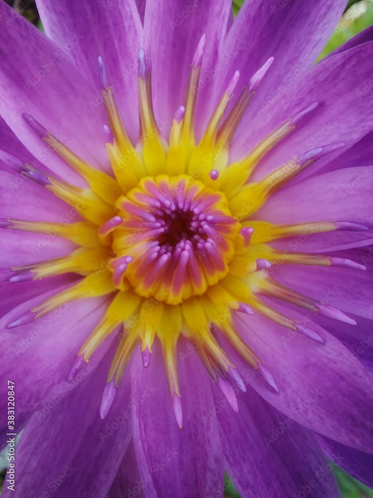 Obraz premium The splendor of the lotus petals that are perfectly arranged together are the beauty that nature has created for us.