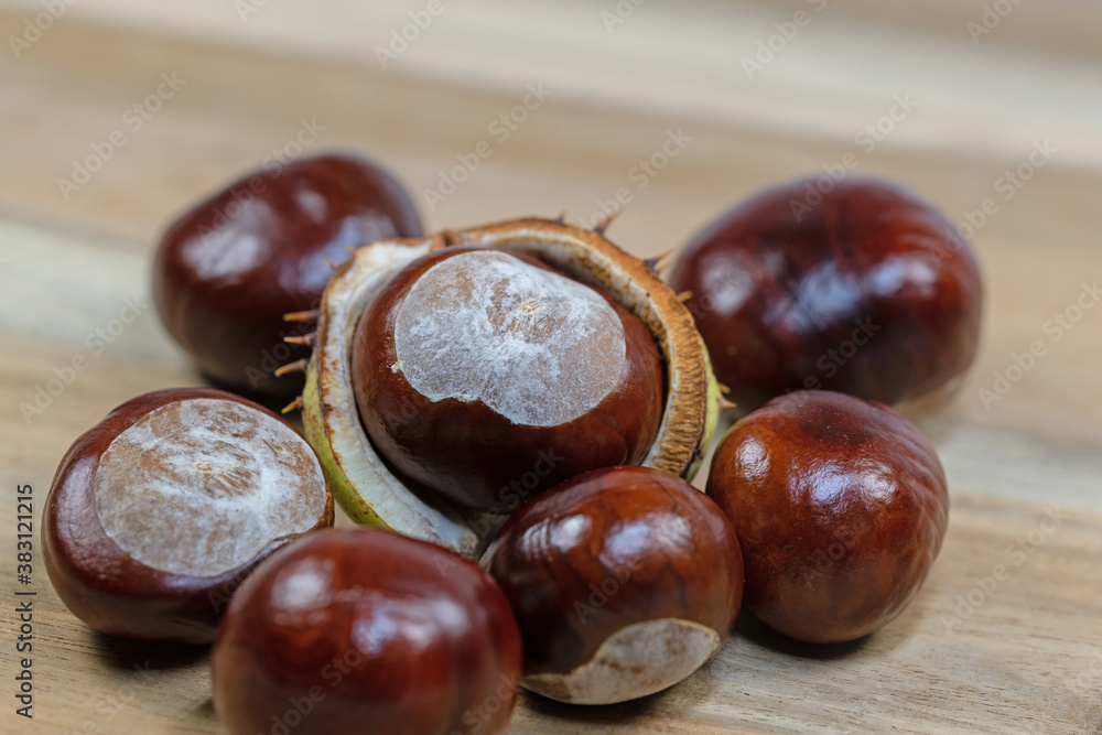 Früchte der Rosskastanie, Aesculus hippocastanum Früchte der Rosskastanie, Aesculus hippocastanum