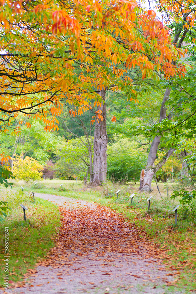 autumn in a park autumn in a park