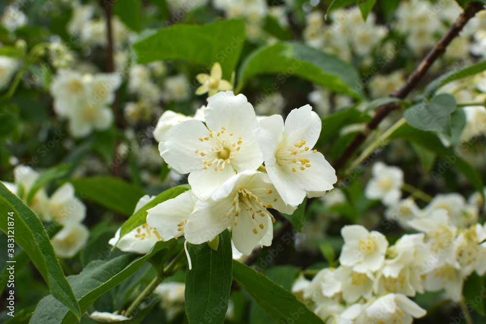 Fototapeta premium Jasmine blooms in the garden